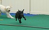 Kota being chased by Riley.